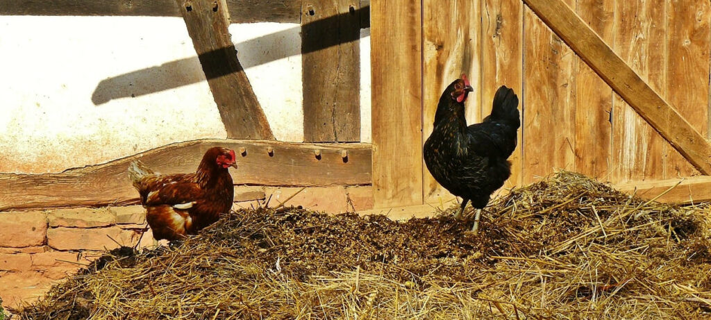 닭 사육 농장